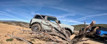 Bronco Branches.jpeg